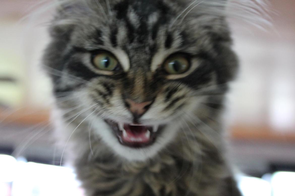 Maine Coon Basse billede 1