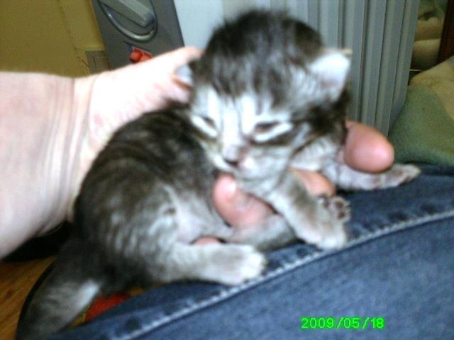 Norsk Skovkat Babette`s Mette ( Celina) R.I.P 2021 - her er hun 15 dag  hun født den 8-5-2009 billede 19