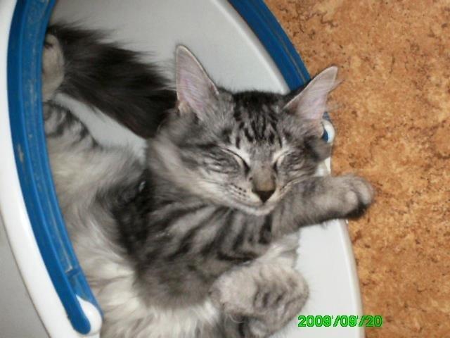 Norsk Skovkat Babette`s Mette ( Celina) R.I.P 2021 - her er hun 4 månder billede 18