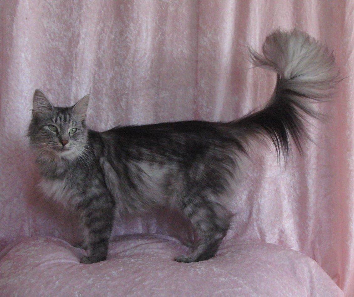 Norsk Skovkat Babette`s Mette ( Celina) R.I.P 2021 billede 6