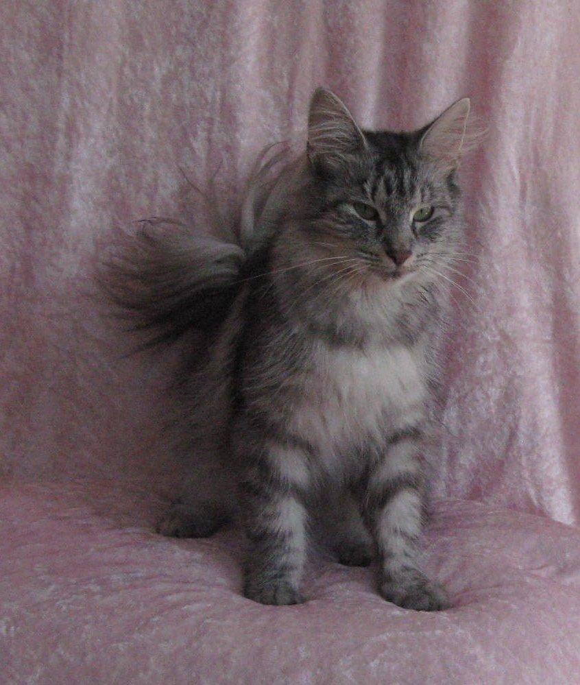 Norsk Skovkat Babette`s Mette ( Celina) R.I.P 2021 billede 9