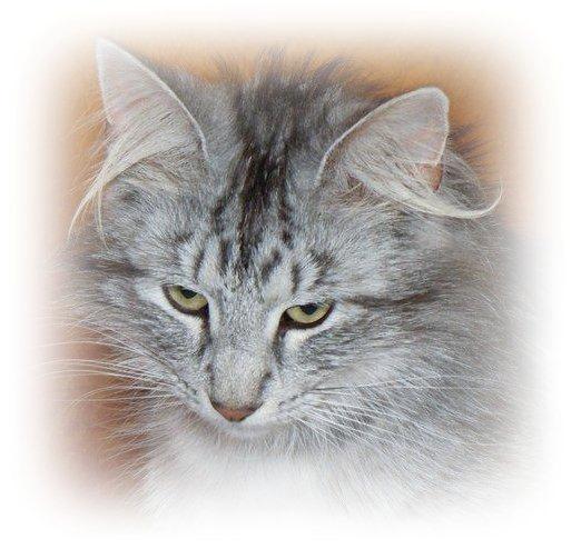 Norsk Skovkat Babette`s Mette ( Celina) R.I.P 2021 billede 10