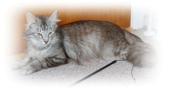 Norsk Skovkat Babette`s Mette ( Celina) R.I.P 2021 billede 11