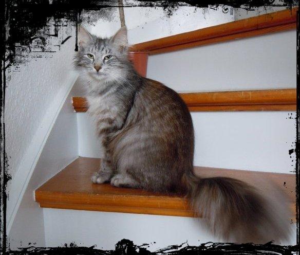 Norsk Skovkat Babette`s Mette ( Celina) R.I.P 2021 billede 4