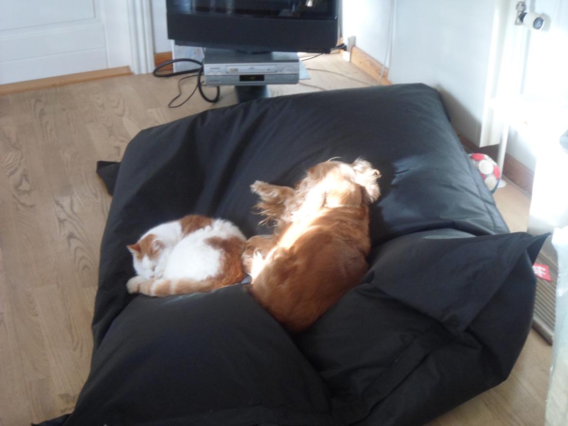 Huskat Sofus (Sofus tasten) !<3 billede 1