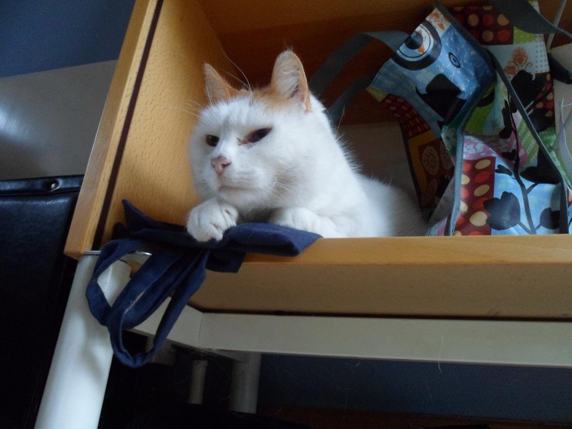 Huskat Sofus (Sofus tasten) !<3 billede 2