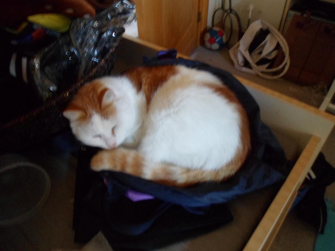 Huskat Sofus (Sofus tasten) !<3 billede 3