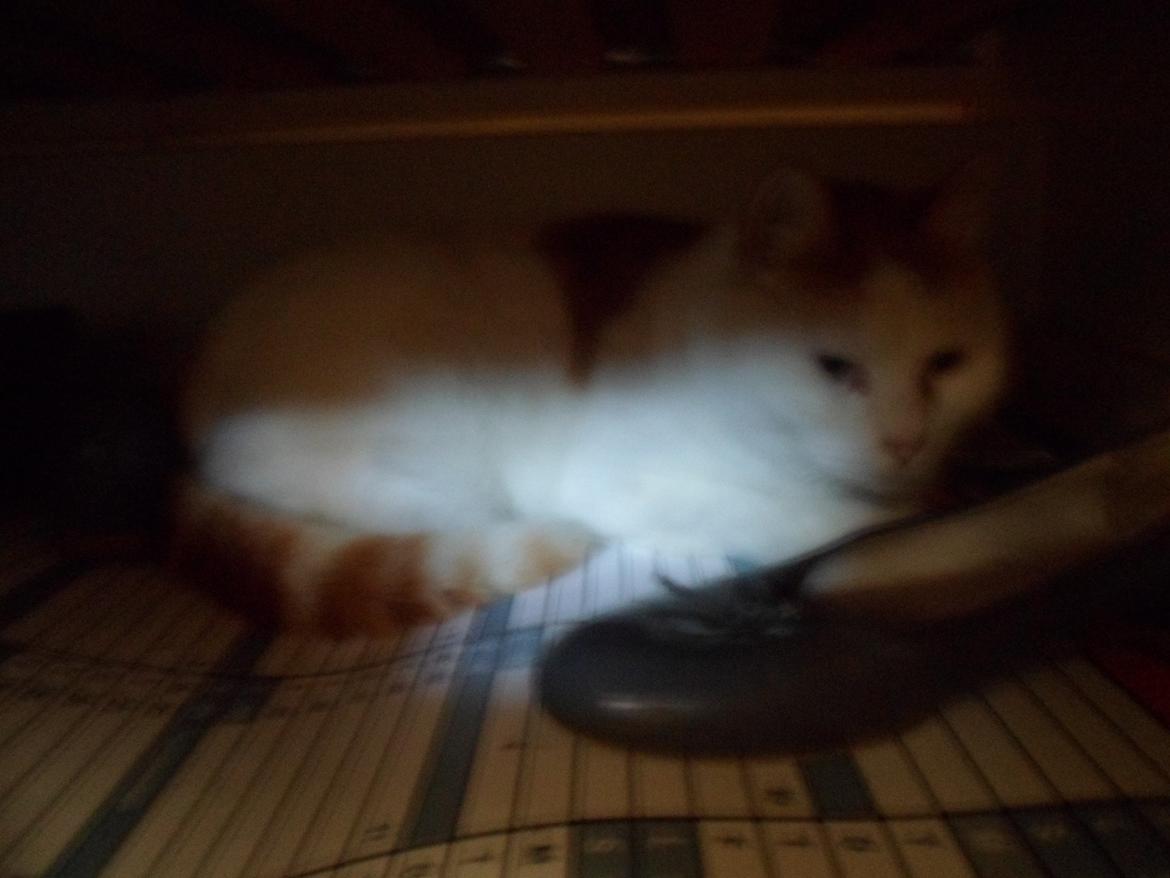 Huskat Sofus (Sofus tasten) !<3 billede 4