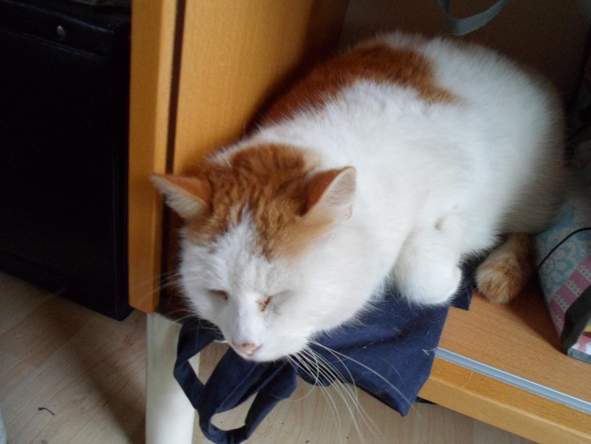 Huskat Sofus (Sofus tasten) !<3 billede 5