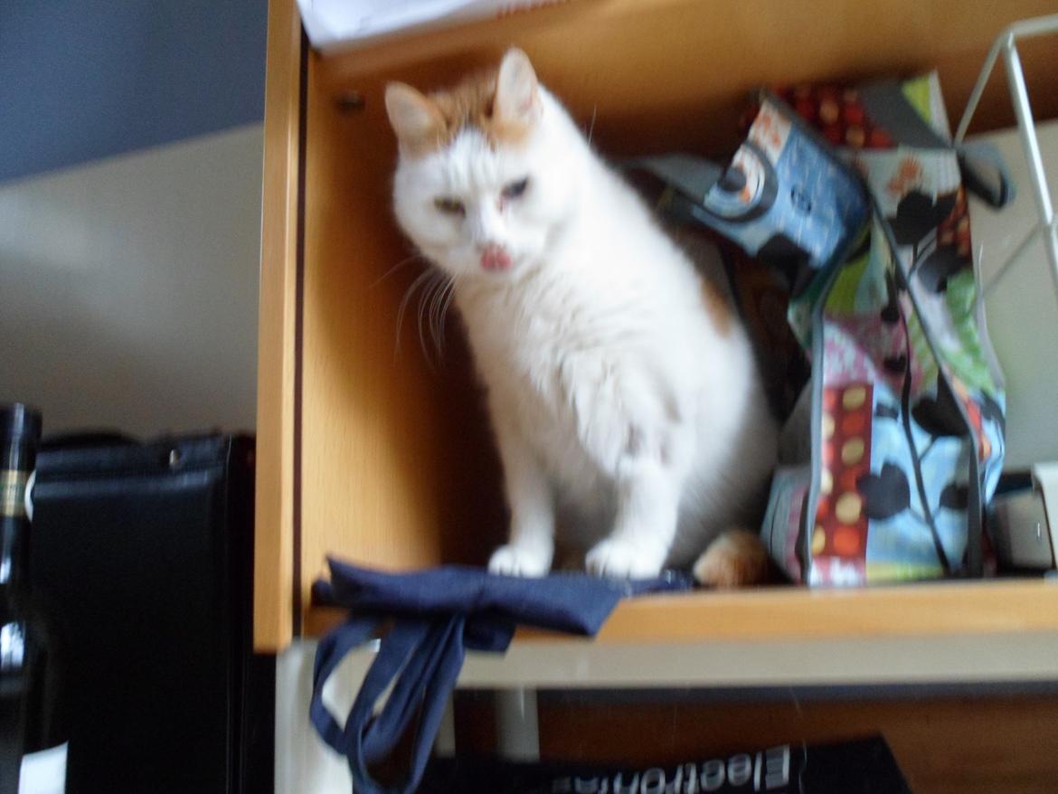 Huskat Sofus (Sofus tasten) !<3 billede 6