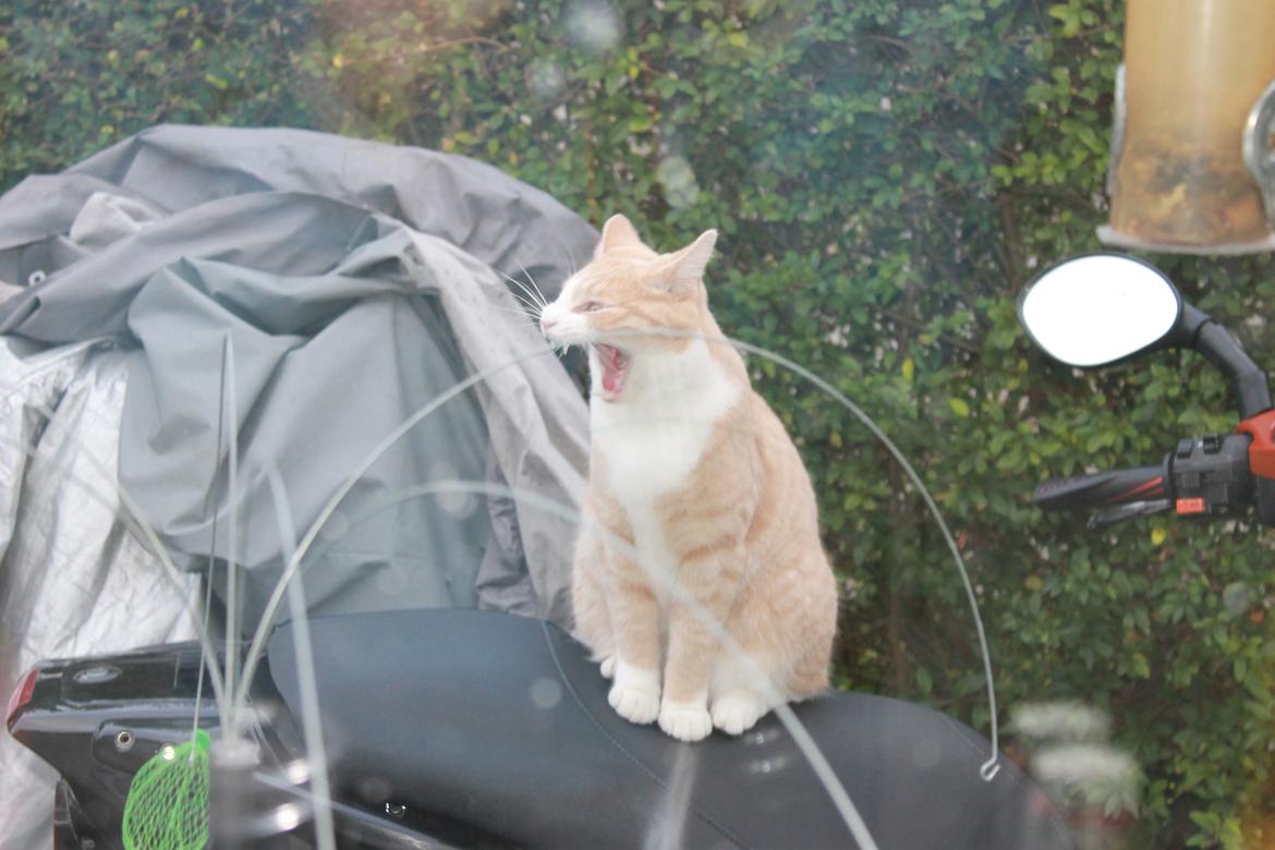 Huskat Felix billede 17