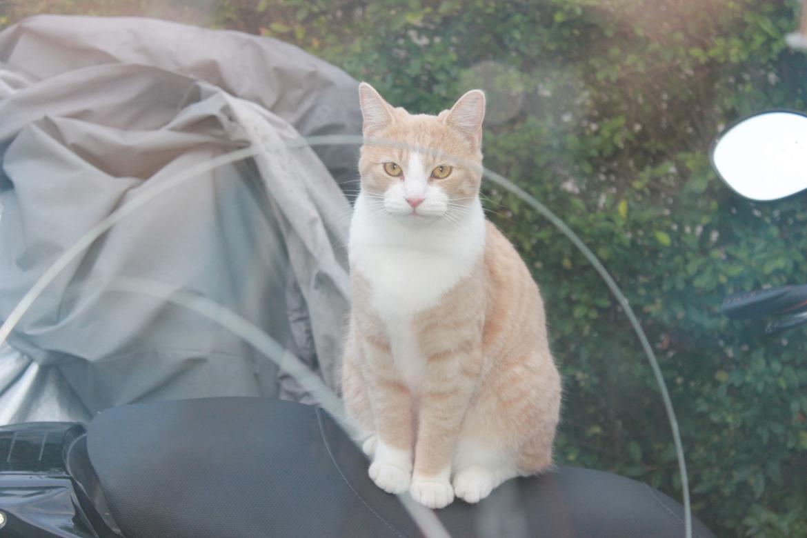 Huskat Felix billede 18