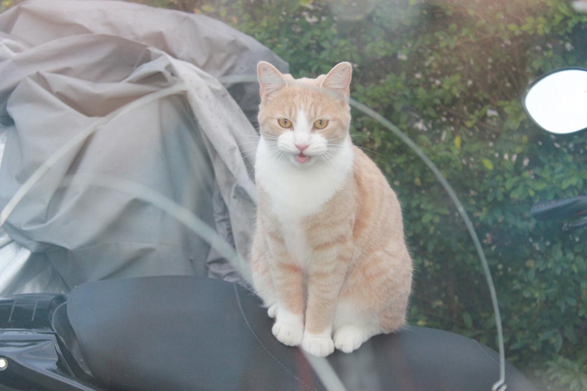 Huskat Felix billede 16