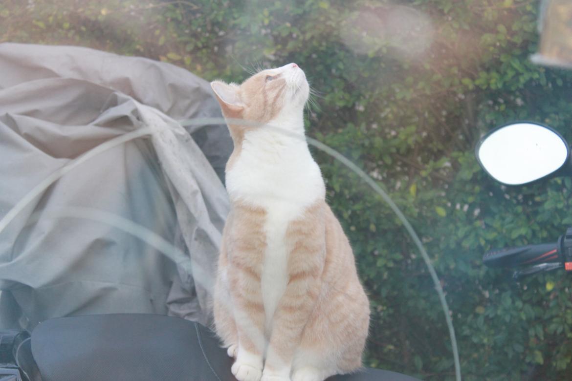 Huskat Felix billede 19