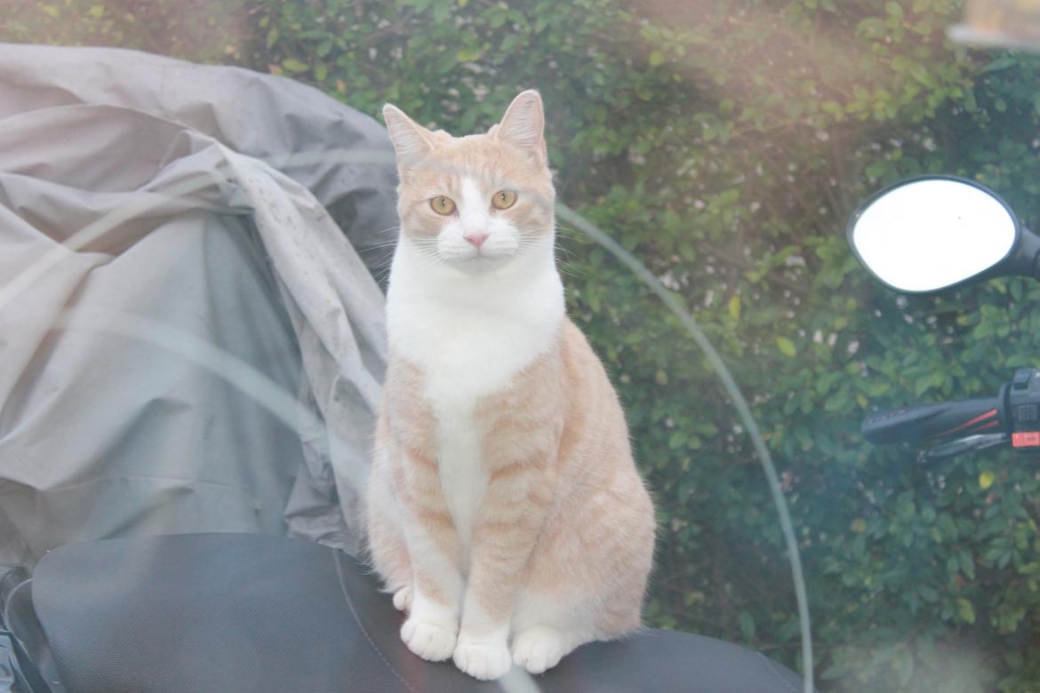 Huskat Felix billede 20