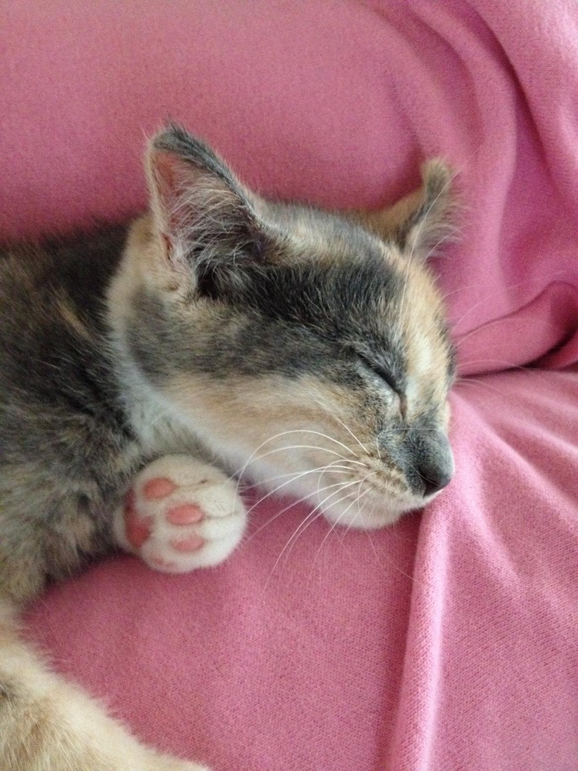 Huskat Astrid billede 10