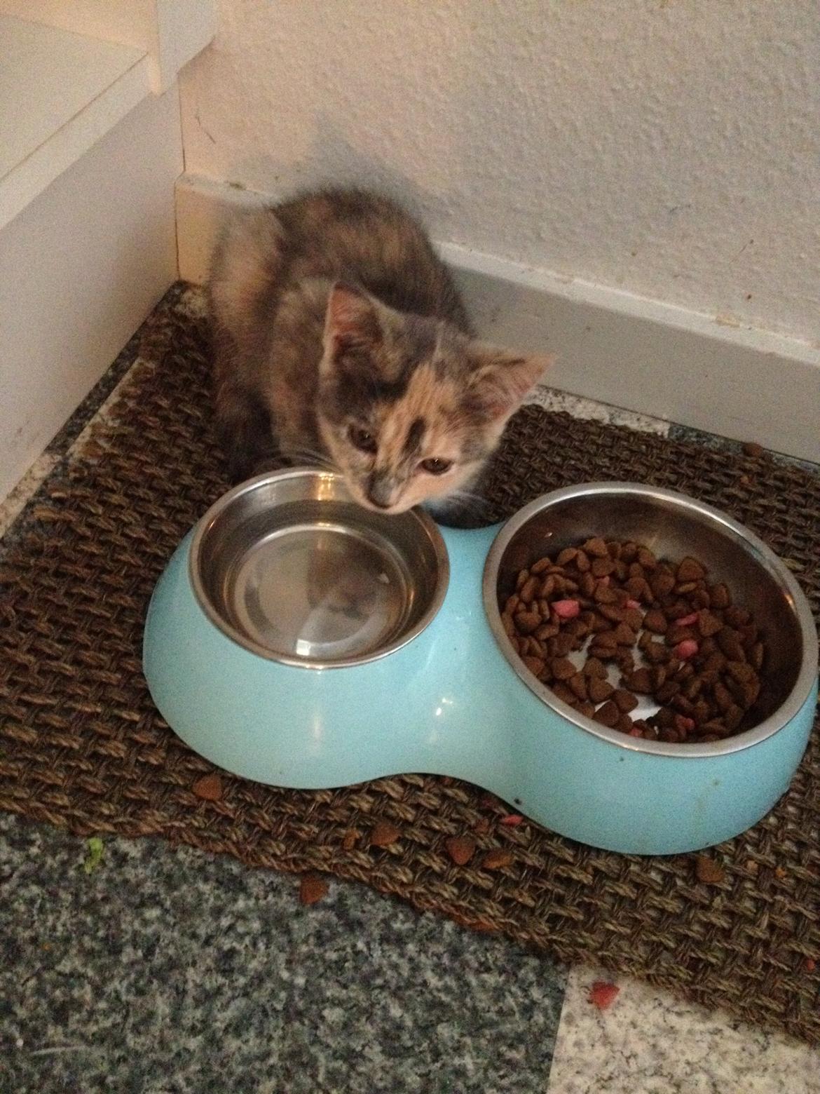 Huskat Astrid billede 11