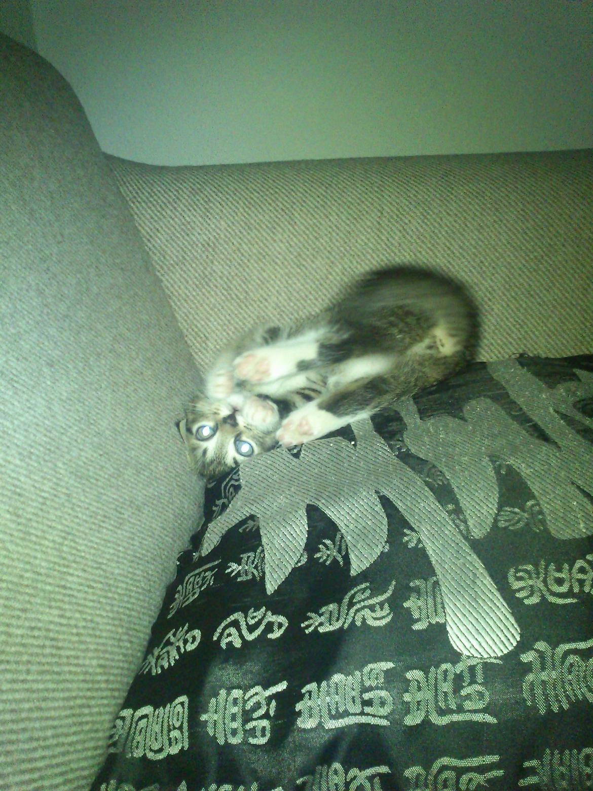 Huskat Kiwa billede 8