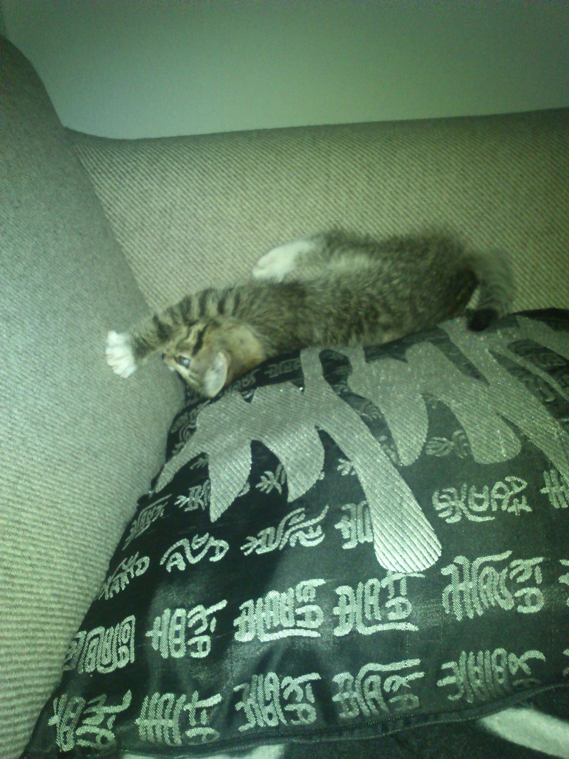 Huskat Kiwa billede 9