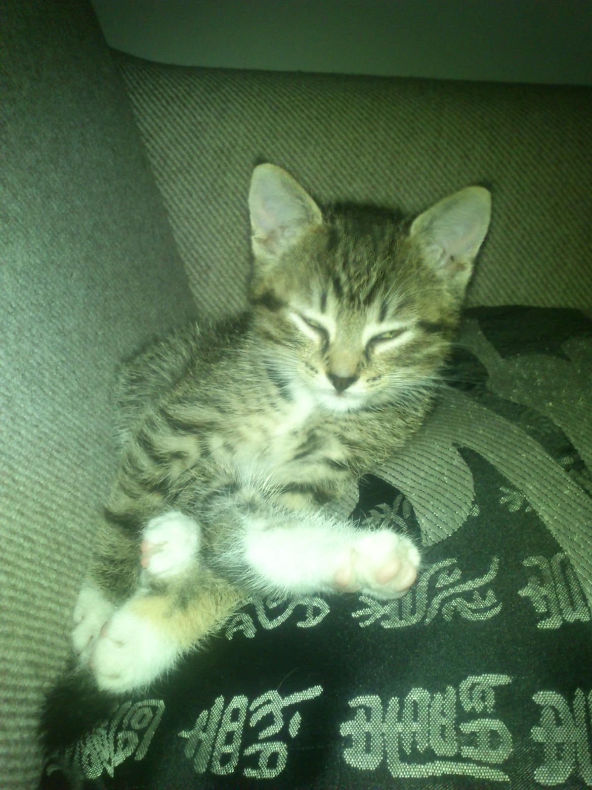 Huskat Kiwa billede 10