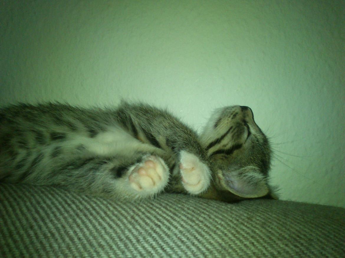 Huskat Kiwa billede 11