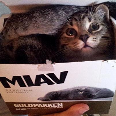 Huskat Kiwa billede 12