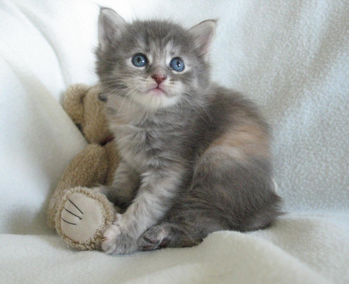 Maine Coon Montana (SOLGT) - 4 uger - 09.10.2012 billede 11
