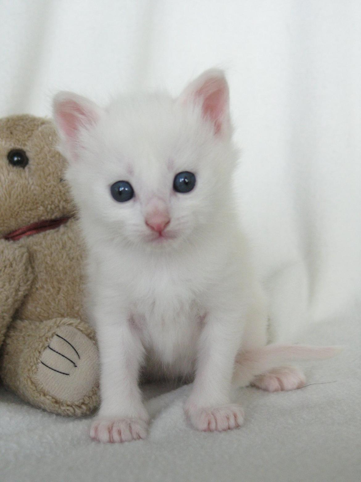Maine Coon Iowa  (SOLGT) - 4 uger - 09.10.2012 billede 13