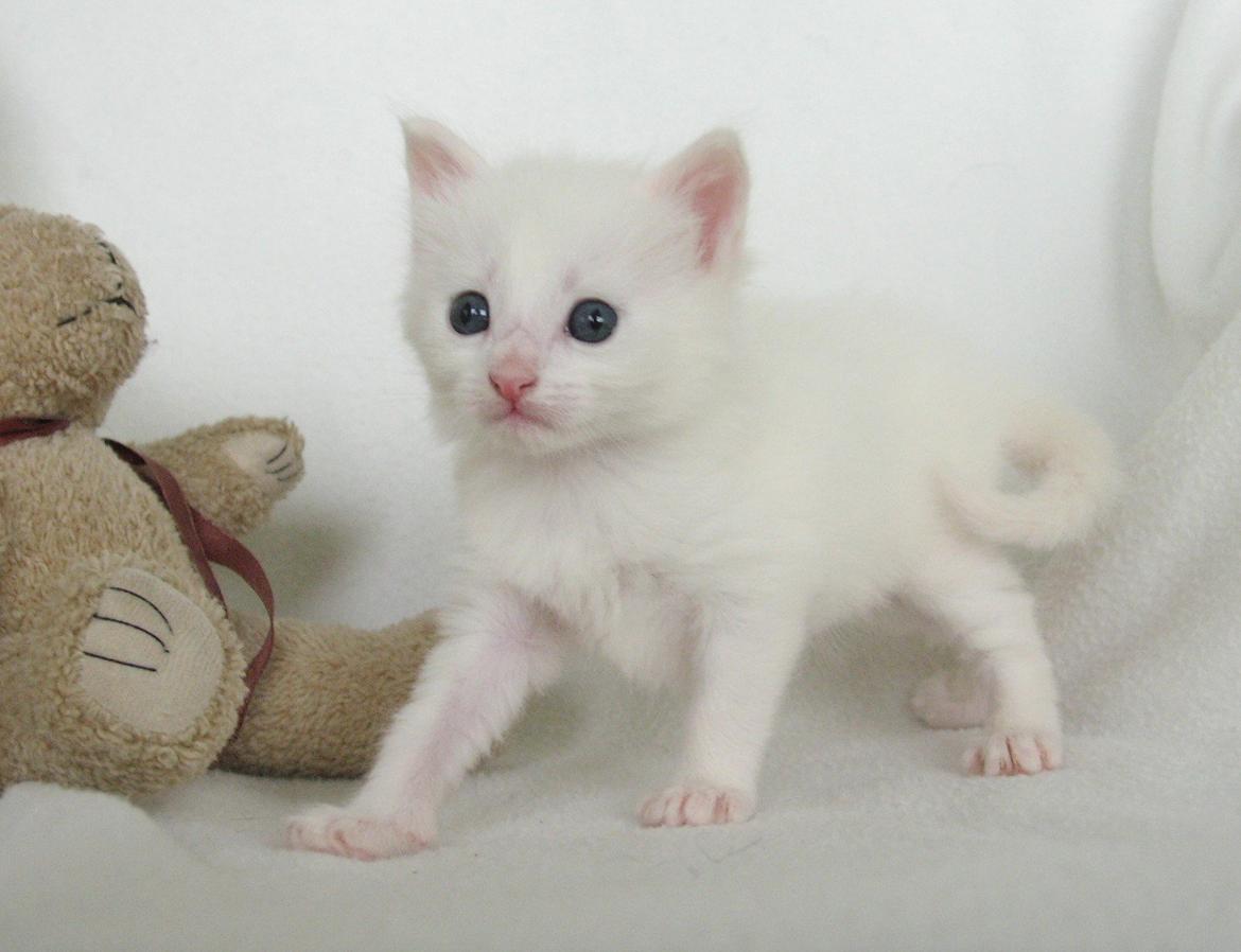 Maine Coon Iowa  (SOLGT) - 4 uger - 09.10.2012 billede 14