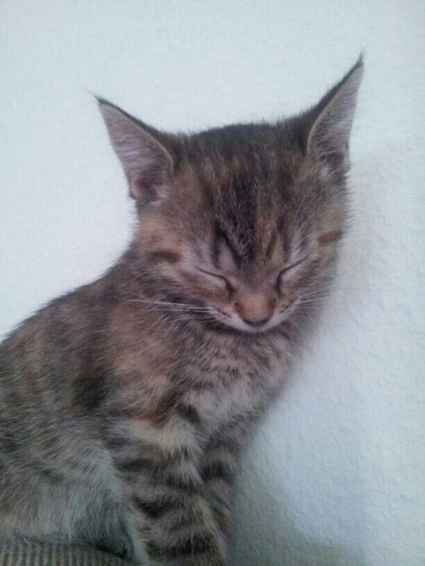 Huskat Kira billede 9