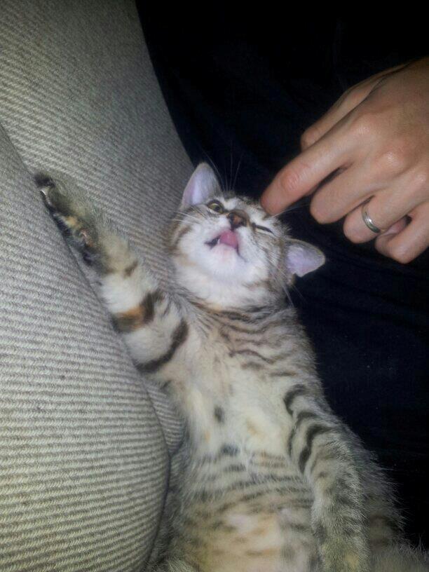 Huskat Kira billede 10