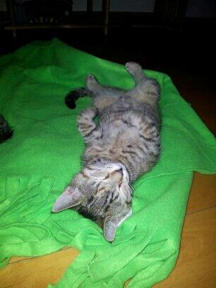 Huskat Kira billede 11