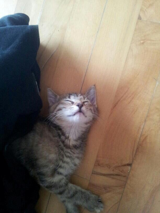 Huskat Kira billede 12