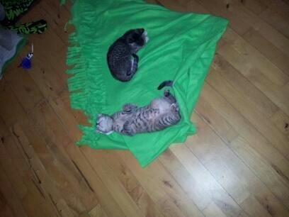 Huskat Kira billede 13