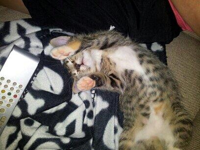 Huskat Kiwa billede 13