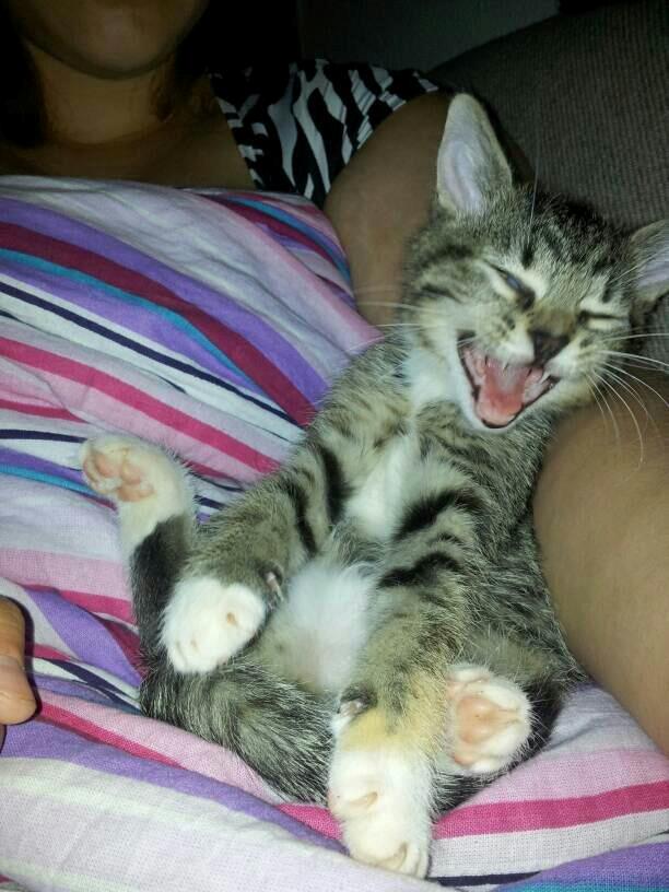 Huskat Kiwa billede 14