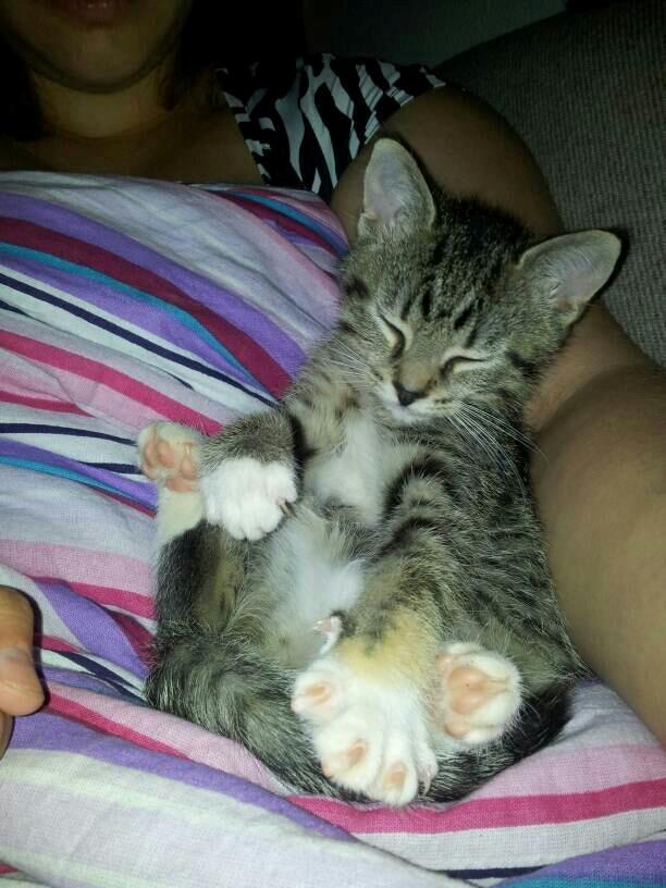 Huskat Kiwa billede 15