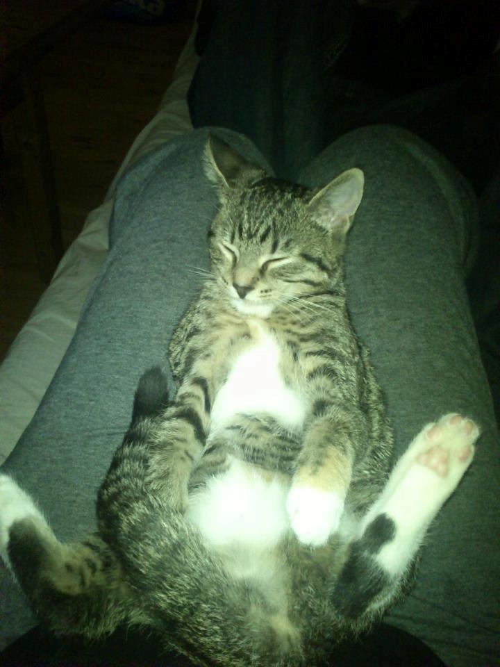 Huskat Kiwa billede 16