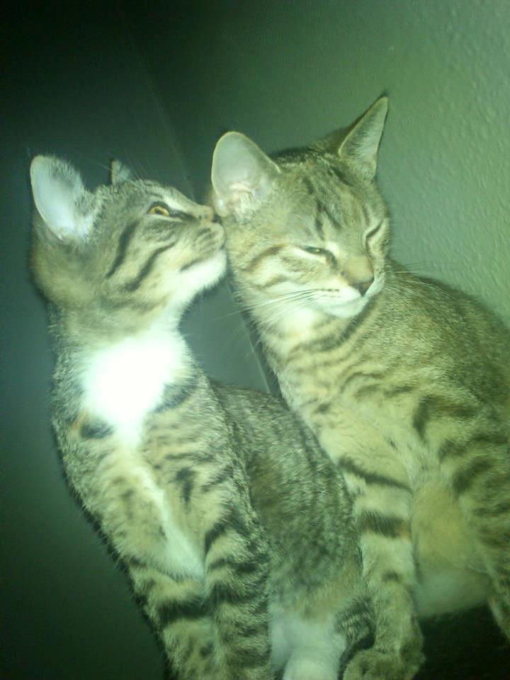 Huskat Kira billede 14