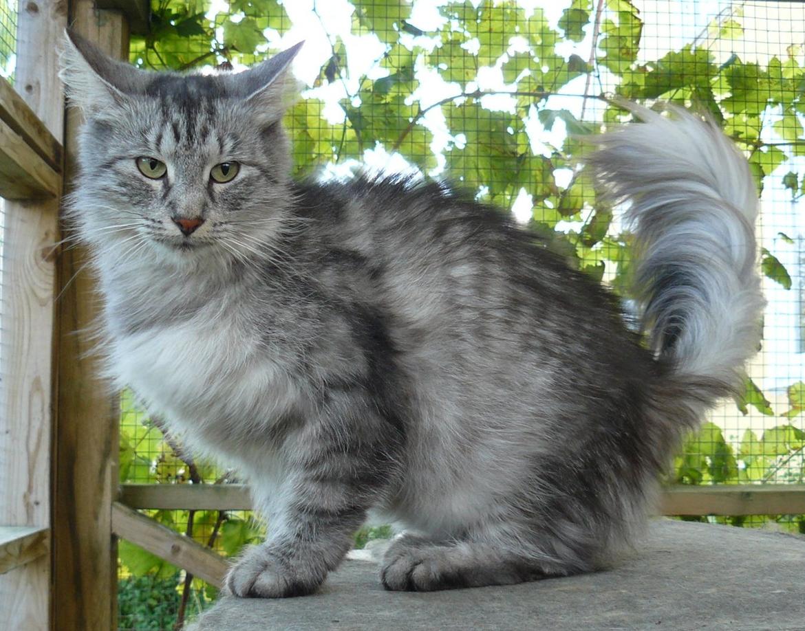 Norsk Skovkat Babette`s Mette ( Celina) R.I.P 2021 billede 12