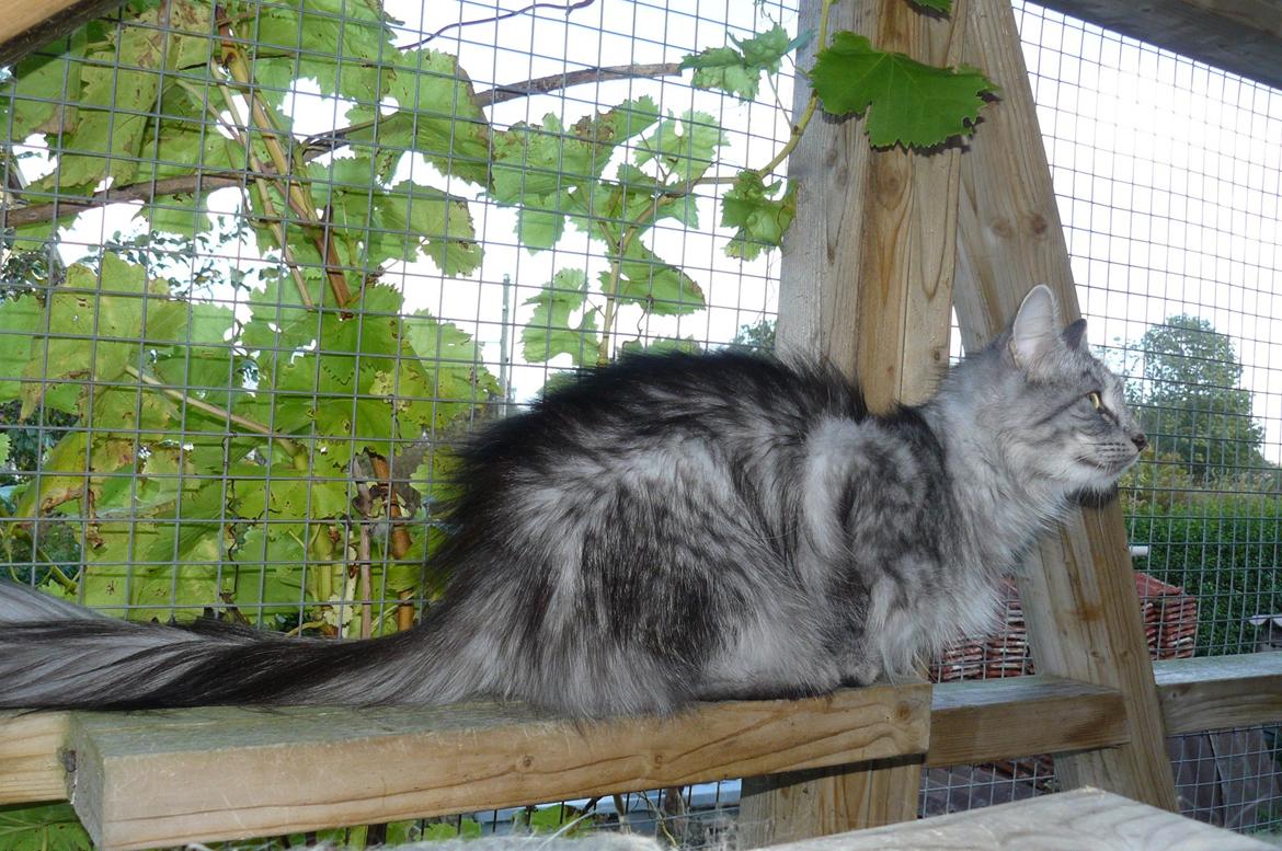 Norsk Skovkat Babette`s Mette ( Celina) R.I.P 2021 billede 13