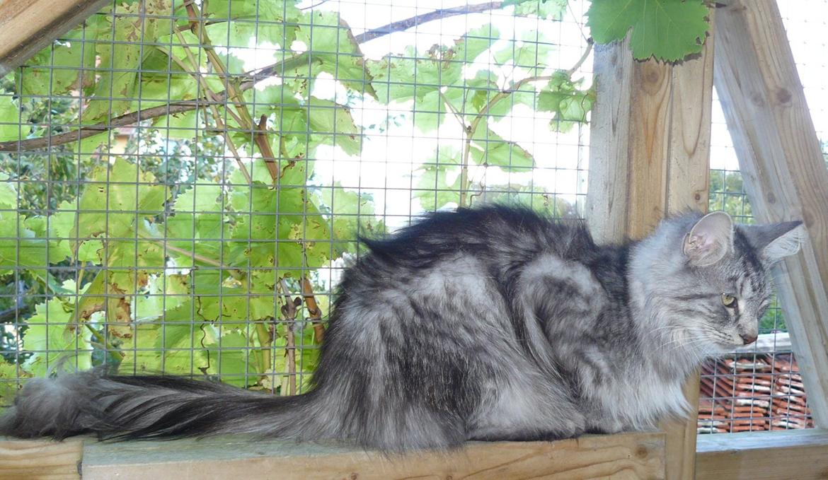 Norsk Skovkat Babette`s Mette ( Celina) R.I.P 2021 billede 14