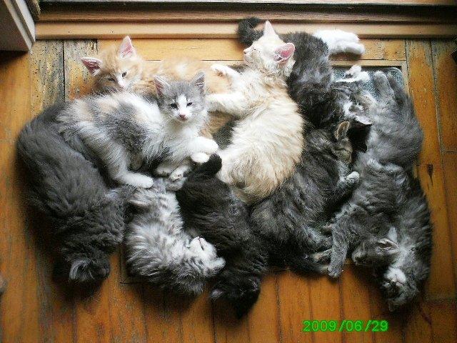 Norsk Skovkat Babette`s Mette ( Celina) R.I.P 2021 billede 15