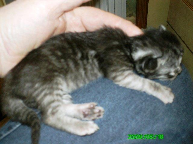 Norsk Skovkat Babette`s Mette ( Celina) R.I.P 2021 billede 17