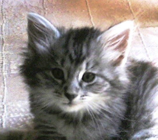 Norsk Skovkat Babette`s Mette ( Celina) R.I.P 2021 billede 16