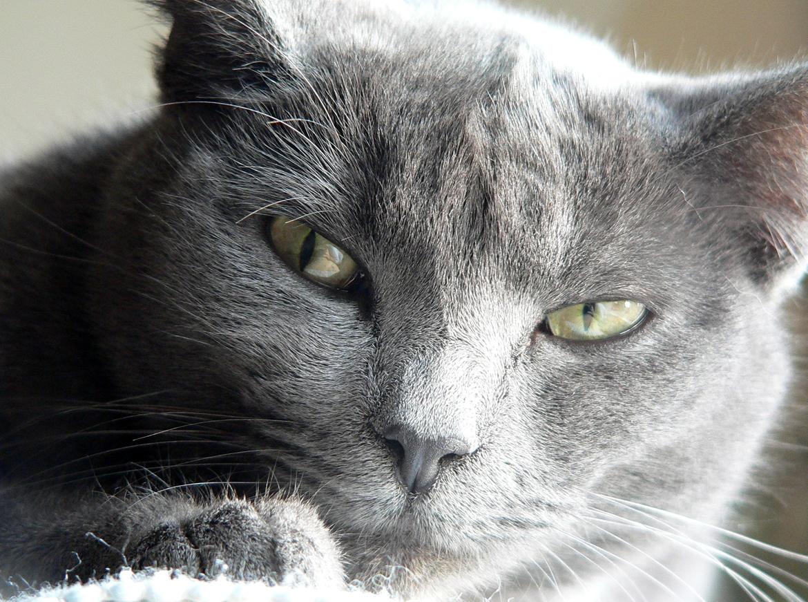 Huskat | Bobble - Velkommen♥ billede 1