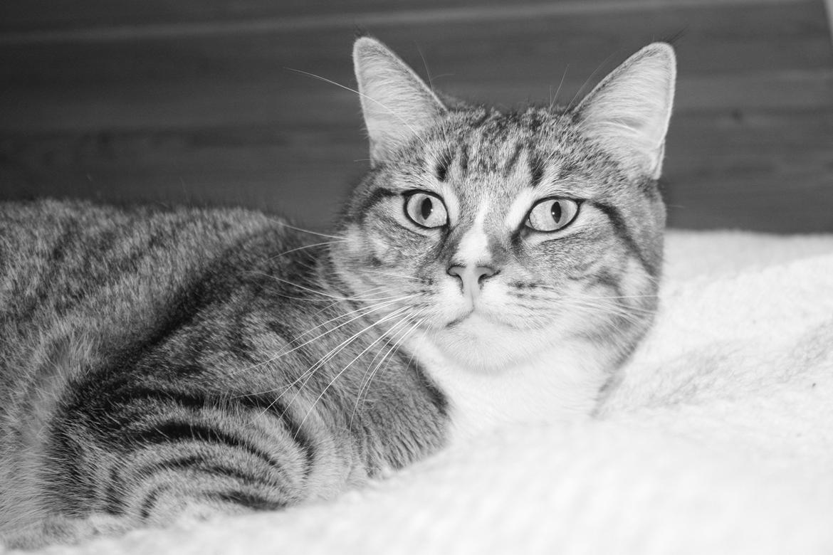 Blanding af racer Mille billede 13