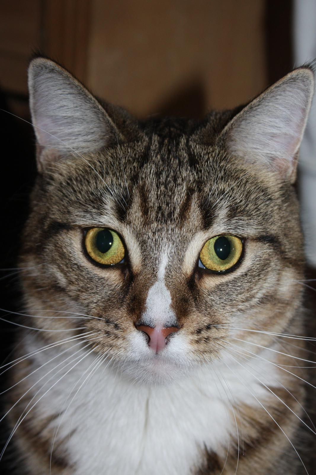 Blanding af racer Mille billede 14