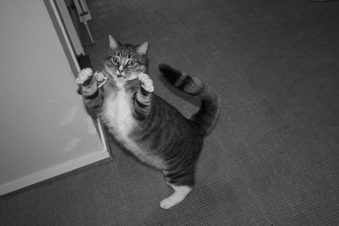 Blanding af racer Mille billede 15