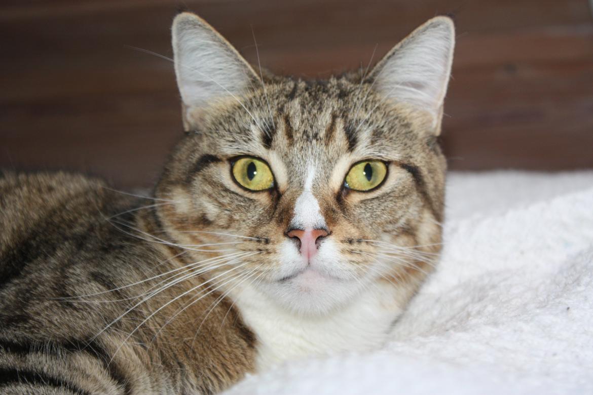 Blanding af racer Mille billede 16